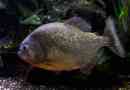 Ahol piranhas él?